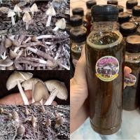 ราคา เชื้อเห็ดโคน เชื้อเห็ดโคนปลวกสูตรเข้มข้น (13680911413)