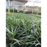 ราคา ต้นหนวดปลาดุกใช้ตกแต่งสวน (43908781796)