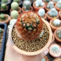 ราคา แมมคามิเน่แดง​ ไม้ชำหน่อ​ (6942860854)