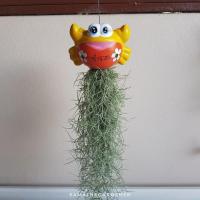 ราคา ต้นเคราฤาษีใส่ตุ๊กตา 45 บาทจ้า (2421840607)