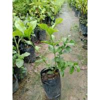 ราคา ต้นมะลิซ้อน ดอกใหญ่สวย กลิ่นหอมมากๆ (27381424961)