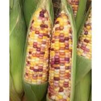 ราคา ข้าวโพดเทียนรวม เมล็ดพันธ์ุข้าวโพดเทียนรวม เหนียวนุ่ม รสชาติอร่อย (8115534470)