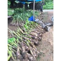 ราคา หน่อกล้วยน้ำว้าพันธุ์เตี้ยหน่อกล้วยไข่หน่อกล้วยหอมทอง (25703223299)