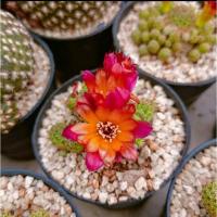 ราคา S.callecallensis รีบูเทีย ซันคอรีบูเทีย ดอกสวยหายาก (17241733278)