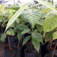 ราคา ต้นโกโก้ความสูงต้น40-60cm (3641069107)