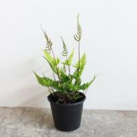 ราคา ต้นเฟิร์นเทพพนม กระถาง5-6นิ้ว (8032394293)