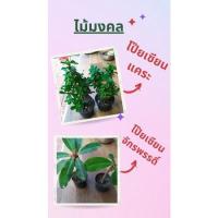 ราคา โป๊ยเซียนแคระ /โป๊ยเซียนจักรพรรดิ์ ไม้มงคล (20669677643)