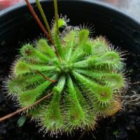 ราคา ต้นหยาดน้ำค้าง spatulata พืชกินเเมลง ต้นไม้กินเเมลง (723781255)