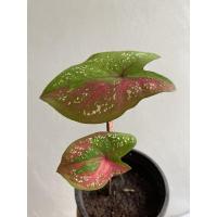 ราคา นางไหมกัดสีสวย บอนสีนางไหม (12030397928)