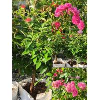 ราคา (รับ1ต้น)(กิ่งตอนชำถุง) #กุหลาบหนูแคระฮอลแลนด์ (Holland Miniature Rose)Lists (44423183308)