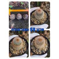 ราคา แคคตัสบ้านๆ โนโต ต้นละ 50 บาท (10719041426)