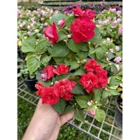 ราคา เทียนกุหลาบ ต้นเทียนญี่ปุ่นดอกซ้อน (9515336095)