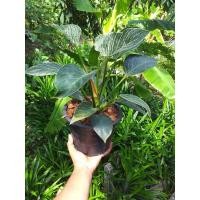 ราคา philodendron birkin ฟิโลเดรนดอน เบอร์กิ้น (11416721334)