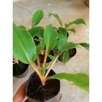 ราคา เศรษฐีก้านทอง​ ว่านเศรษฐีก้านทองกระถาง 3 นิ้ว (4861827882)