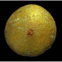 ราคา ลูกอมเมตตามหานิยม โค๊ตนะ หลวงพ่อสาครปี2554 ปลุกเสกโดยหลวงพ่อสาคร วัดหนองกรับ จ.ระยอง (3618360594)