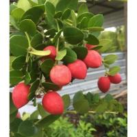 ราคา ต้นมะม่วงหาวมะนาวโห่ญี่ปุ่น (25470211572)