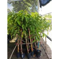 ราคา กิ่งพันธุ์มะม่วงพิมเสนมัน ชุดละ2ต้น กิ่งทาบสูง100ซม. (10033247014)