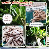 ราคา เมล็ดชวนชมยักษ์อราบิคั่มกำไลมรกต(KL-M) ขาย 1 ชุด 30 เมล็ด (18488669613)