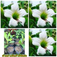 ราคา (ขาย ต้นพันธุ์) ต้น ดอก ชบาช้าง ชะบา ชบา ช้าง ต้นชบาช้าง เบนซ์ (6266533670)