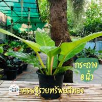 ราคา ต้นเศรษฐีรวยทรัพย์สีทอง พร้อมกระถาง 8 นิ้ว (20977795167)
