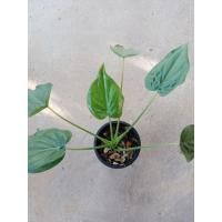 ราคา นางกวัก ไม้มงคลเสริมโชคลาภ นางกวักใบโพธิ์ (11670711311)