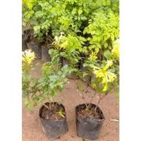 ราคา ( พร้อมส่ง ‼️ ) 1 ชุดมี 2 ต้น ต้นพวงแสด ไม้มงคลมีไว้ประจำบ้าน (12442599500)