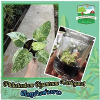 ราคา Philodendron giganteum var.ฟิโลเดนดรอนหูช้างด่างขาว คัดด่างพิเศษด่างสวยๆพร้อมอนุบาล (15334203603)