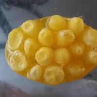 ราคา สบู่น้ำผึ้งรังไหม (1774116719)