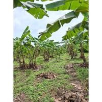 ราคา หน่อกล้วยน้ำว้า ต้นพันธุ์กล้วยน้ำว้า (3หน่อ) สวนตานันภูกระดึง ออกผลดร็ว ดก ทนแล้ง (26085877597)