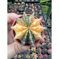 ราคา ยิมโน LB2178 hybrid ไฮบริด ด่างเพาะเมล็ด แคคตัส กระบองเพชร cactus Gymnocalycium LB2178 Hybrid (17628025320)