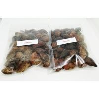 ราคา 100 เมล็ด เมล็ดพันธุ์หูกระจง Ivory Coast almond ต้นเสริมมงคล แผ่บารมี หูกวางแคระ พืชเศรษฐกิจ ไม้จัดสวน ต้นไม้มงคล (3712762325)