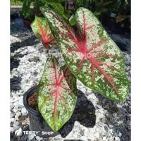 ราคา (สั่งทั้งกระถาง) บอนสี เจ้ากรุงไกรเซอร์ เจ้ากรุงไกเซอร์ (14802000755)