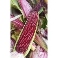 ราคา เมล็ดพันธุ์ข้าวโพดหวานสีแดงราชินีทับทิมสยาม (ทานสด) (10664577734)