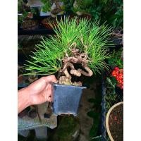 ราคา สนดำญี่ปุ่น koromutsu black pine (19695809085)