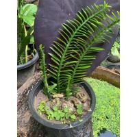 ราคา ต้นไม้มงคลต้นบันไดเศรษฐี (22718780744)