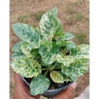 ราคา มะพร้าวทะเลทรายใบด่างเหลืองไฮบริด ใบด่างสวยๆ (41623642155)