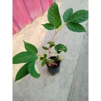 ราคา #เพกาลิ้นฟ้าด่าง ไม้เพาะเมล็ด ลายชัดเจน (22029391099)