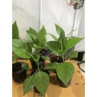 ราคา ต้นพริกCarolina Reaper . พริกเผ็ดที่สุดในโลก สายพันธ์แท้OP ปลูกในระบบปิดเก็บเทล็ดเพาะต่อได้ (9053760992)