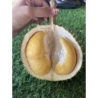 ราคา ทุเรียนจันท์พันธุ์พวงมณี (17458251790)