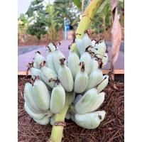 ราคา กล้วยน้ำว้านวลจันทร์ หน่อกล้วยน้ำว้านวลจันทร์สายพันธุ์แท้ (29885141901)