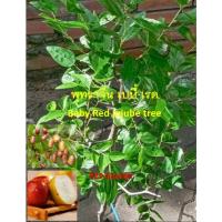 ราคา ต้นพุทรา พุทราจีน เบบี้ เรด Baby Red jujube tree ผลสีแดง สูง 80-110 ซ.ม. (28259793673)