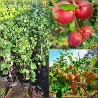 ราคา ต้นพุทราแดงอินเดีย ผลสีแดง หวานอร่อย ติดผลดก ติดผลตลอดปี สูง70-80ซ.ม (28821443274)