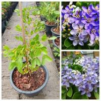 ราคา ต้นแก้วเจ้าจอมแบบ 6 ใบ กระถาง 8 นิ้ว ไม้มงคล ดอกพุ่มสวยสีม่วง (29959332075)