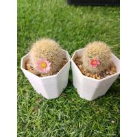 ราคา คามิเน่ ดอกชมพูหวานๆ (12975268196)