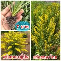 ราคา #ต้นสร้อยทองแบบเพาะชำจนต้นแข็งแรง (15596433934)