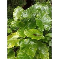 ราคา บอนพญาจงอางป่าต้นลาย (13832352861)