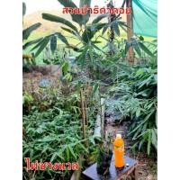 ราคา ไผ่ซางนวล ไผ่สารพัดประโยชน์ จัดชุด 3 ถุง 129 บ. (22975219084)