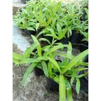 ราคา ต้นหญ้าปักกิ่ง สมุนไพรเทวดา (28030802472)