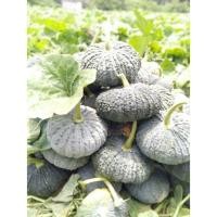 ราคา ต้นพันธุ์ ฟักทอง ข้าวตอก ฟักทอง คางคก ถุงดำพร้อมปลูก 29บาทฟักทองลายข้าวตอก (29833476227)