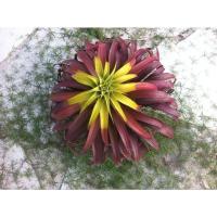 ราคา [ขายหน่อ] Tillandsia capitata 'Marron' ทิลแลนด์เซีย ไม้รากอากาศ สับปะรดอากาศ airplant ทิลแลนด์เซีย (18951233980)